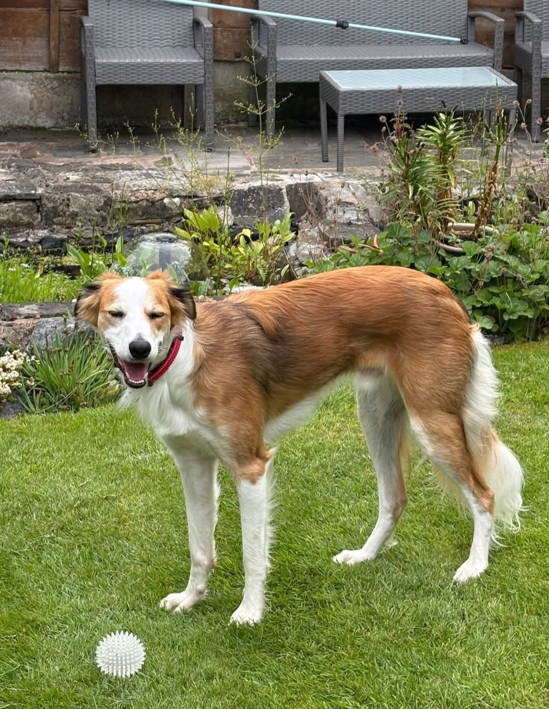 Ziggie, a 1 year old male Saluki available for adoption from RRAR in Lancashire