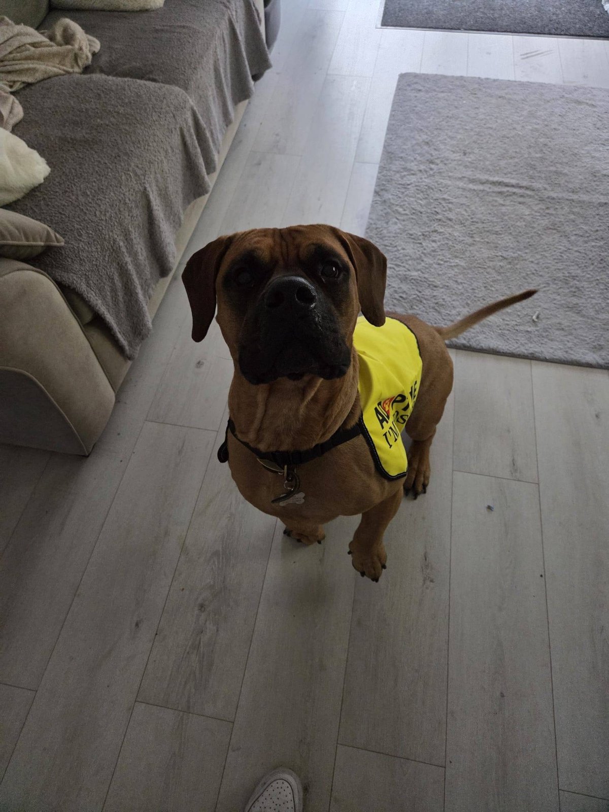Clyde, a 4 years old male Mastiff available for adoption from RRAR in Lancashire