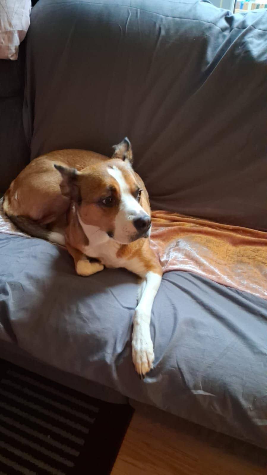 Bella, a 6 years old female Staffordshire Bull Terrier x Collie available for adoption from RRAR in Bacup, Lancashire