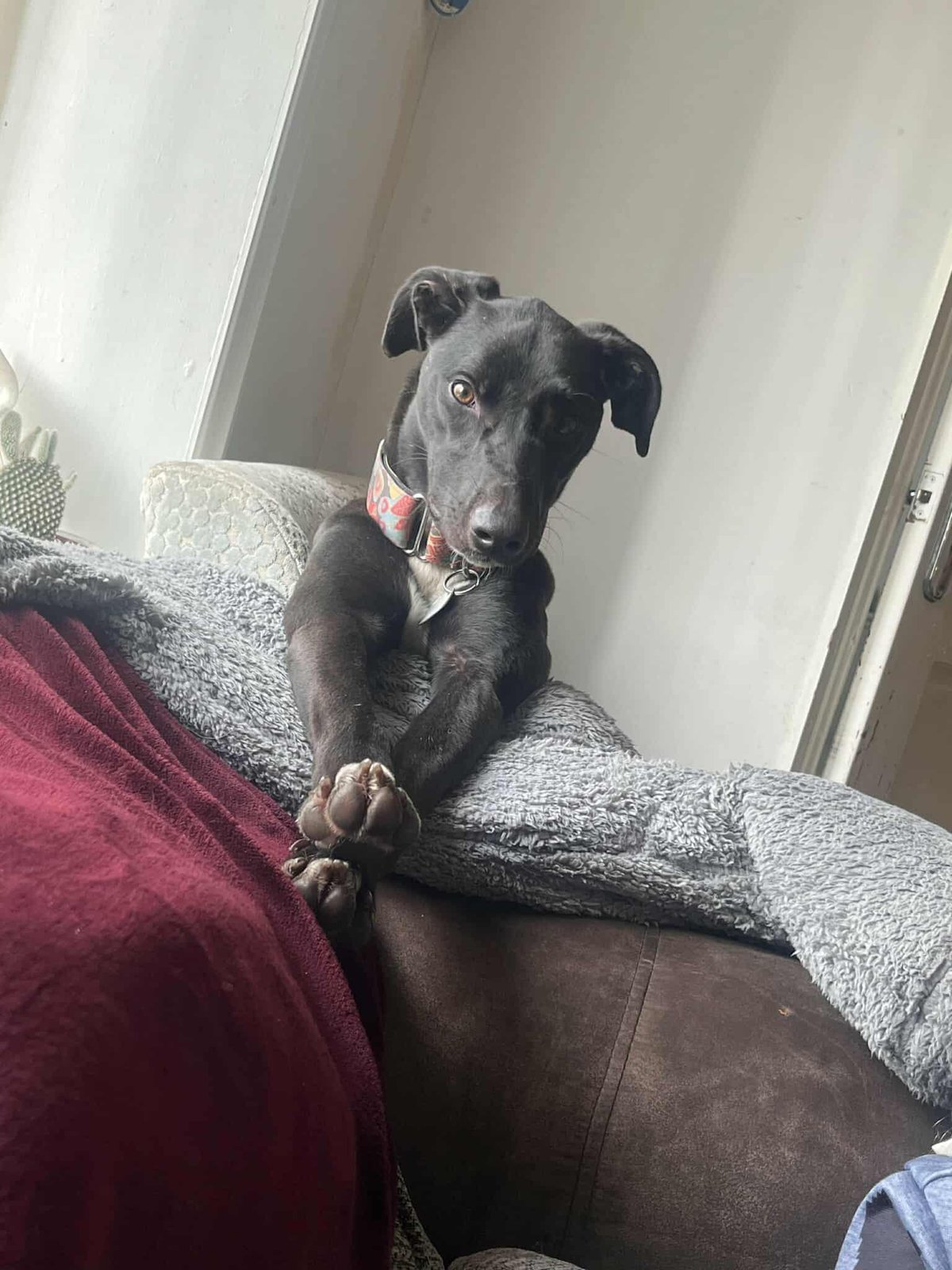 Nova, a 1 year old female Lurcher available for adoption from RRAR in Lancashire