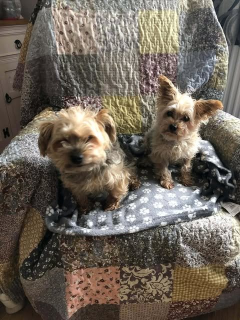 Toby & Tilly, a 12 years old unknown Greater Swiss Mountain Dog available for adoption from RRAR in Lancashire