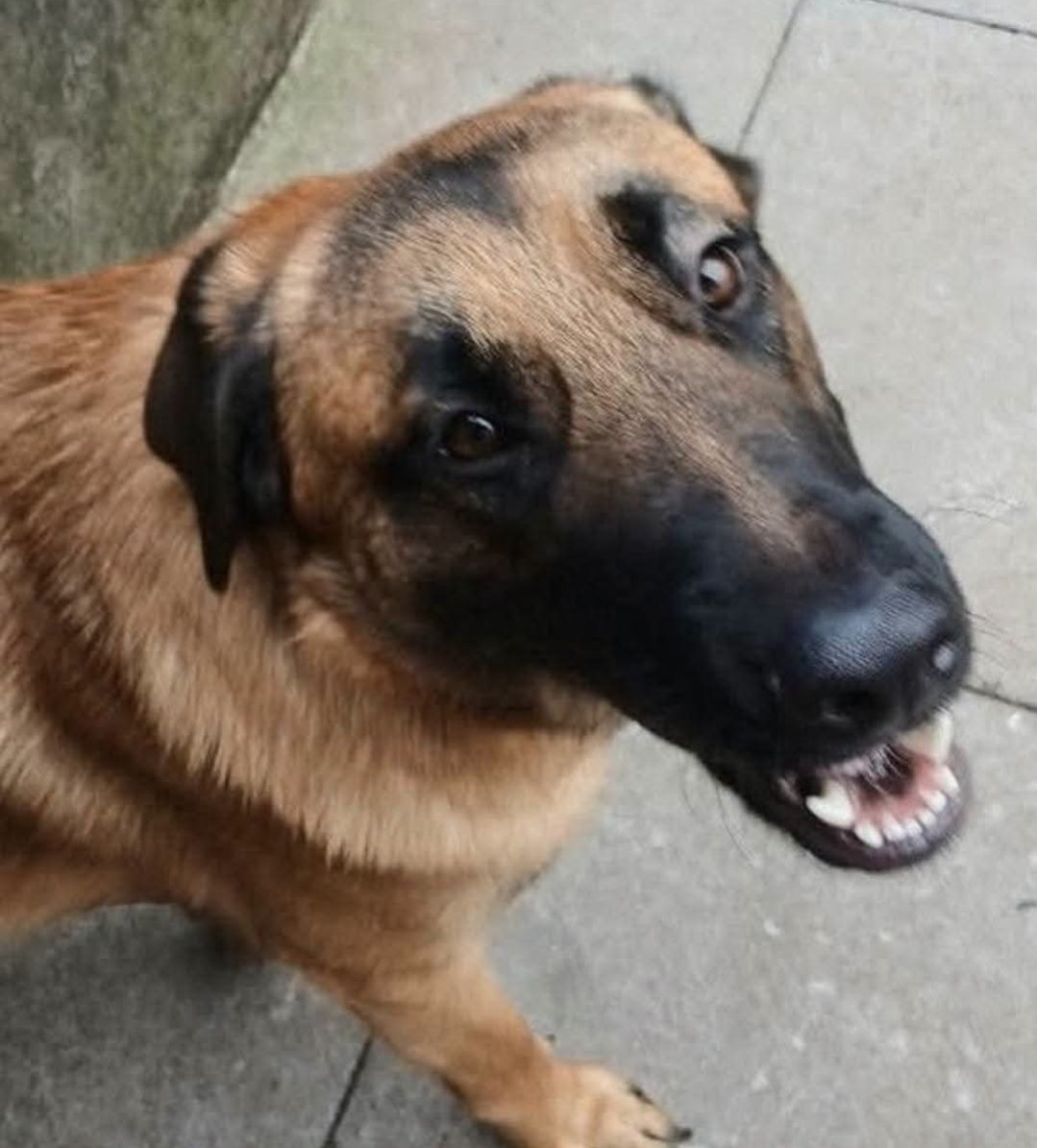 Dogtanian, a 5 years old male German Shepherd available for adoption from RRAR in Lancashire